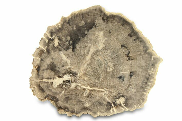 Polished Petrified Wood (Dicot) Round - Texas #289419